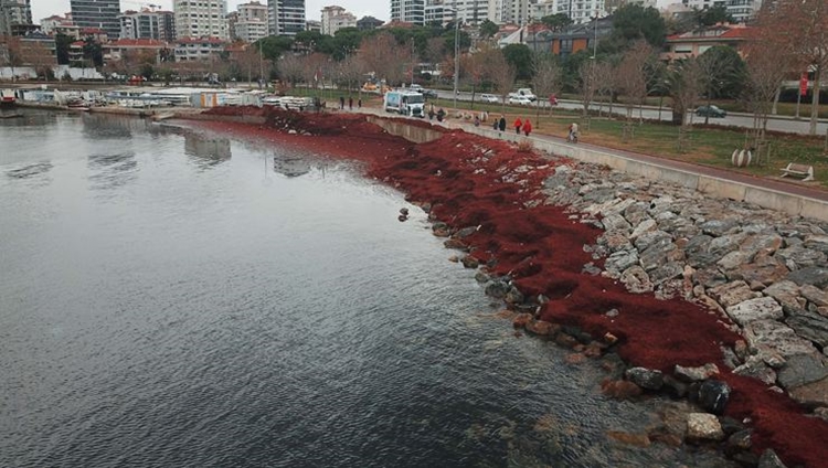 İstanbul'un en kirli sahilleri belli oldu 2