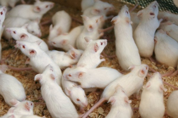 ATM'ye giren fareler yaklaşık 9 milyon TL'yi yedi