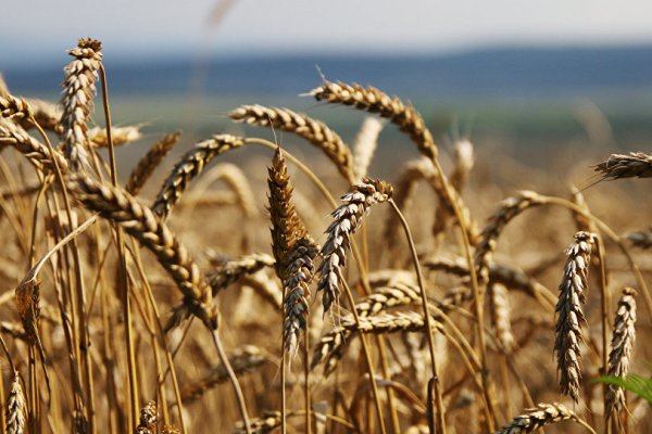 TMO'dan 335 bin tonluk buğday ihalesi