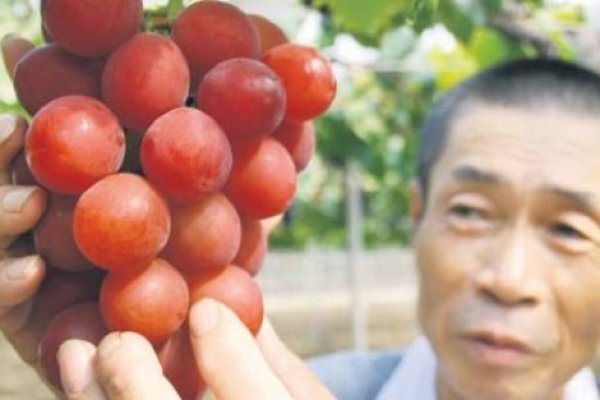 Japonya'da kızıl üzümün salkımı 1,4 milyon yene satıldı