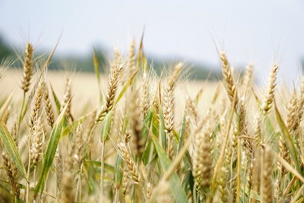 Buğday fiyatlarını yetersiz bulan çiftçiden ithalat uyarısı