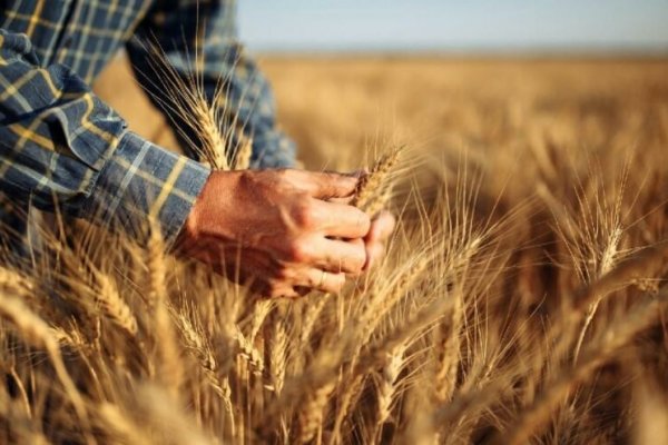 Dünya Bankası'ndan buğday kıtlığı uyarısı