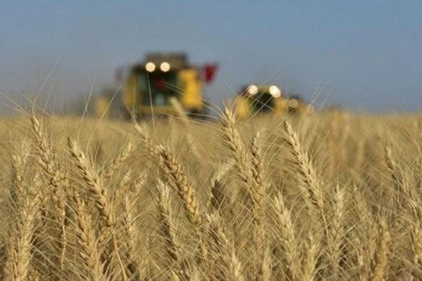 Buğday üretiminde Arjantin Türkiye'yi ardında bıraktı