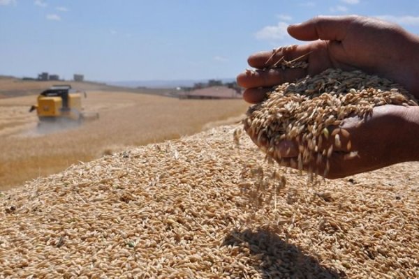 AB Ukrayna'dan tahıl ithalatını neden kısıtlıyor?