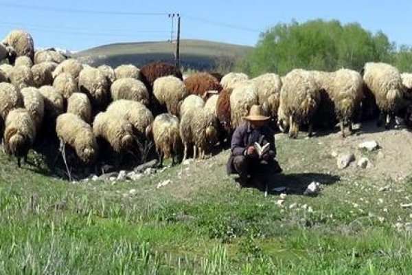 1400 Euro’ya çalışacak çoban aranıyor