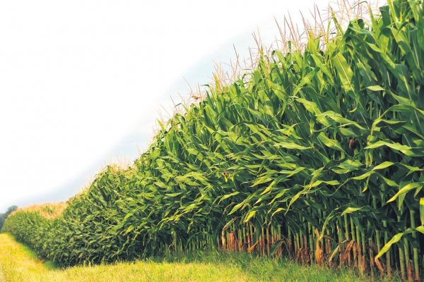 Nisanda Tarım ÜFE yüzde 21,77 arttı