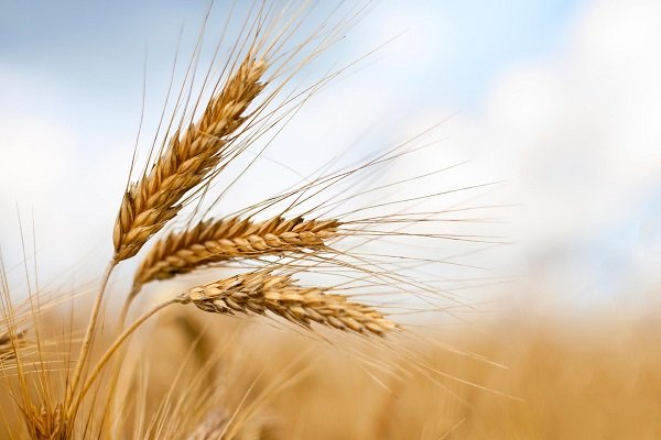 Türkiye'nin Rusya'dan aldığı buğday ile ilgili sorun çözülüyor