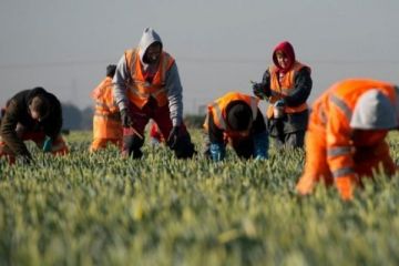 'Brexit, İngiltere'de gıda sektöründe işgücü krizine yol açabilir'