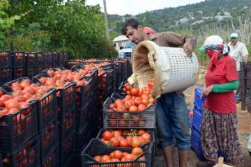 Rusya'dan Türkiye'ye domates müjdesi