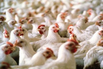 Kuzey Irak, Türkiye'den tavuk ithalatını durdurdu