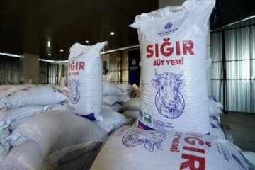 İBB'den İstanbul'da çiftçilere süt yemi desteği