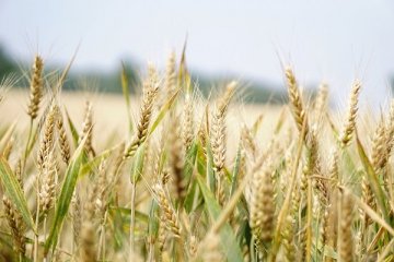 Buğday fiyatları düşmeye başladı
