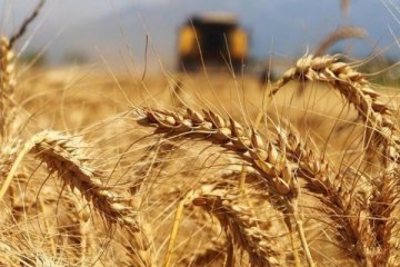 CBOT'ta buğday fiyatı 14 yılın zirvesine çıktı