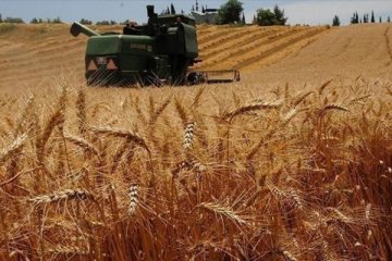 Buğday fiyatları iyimser havayla düşüşe geçti