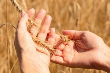Tahıl krizinin çözümü için olumlu gelişme
