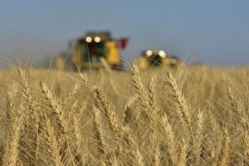 Buğday fiyatları 9 haftanın zirvesinde