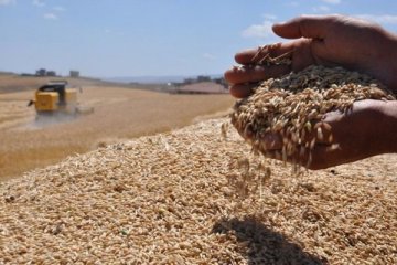 Rusya'nın buğday üretiminde rekor kırması bekleniyor
