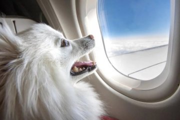 Zengin köpek sahiplerine özel jet hizmeti çevrecileri kızdırdı