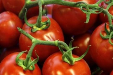 Rusya'dan domates yasağına "et alın" şartı