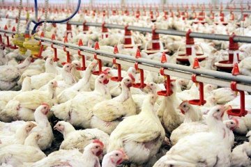Enerji maliyetlerinin artması Fransa'da tavukçuluk sektörünü vurdu